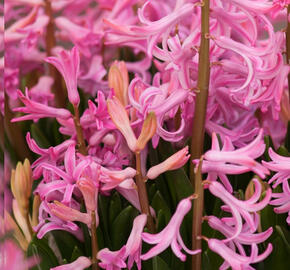 Hyacint mnohokvětý 'Pink Festival' - Hyacinthus multiflora 'Pink Festival'