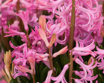 Hyacint mnohokvětý 'Pink Festival'