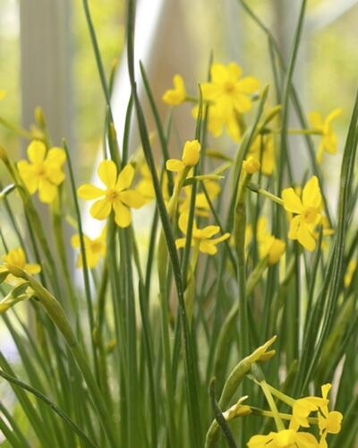 Narcis Jonquilla 'Baby Moon' - Narcissus Jonquilla 'Baby Moon'