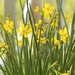 Narcis Jonquilla 'Baby Moon' - Narcissus Jonquilla 'Baby Moon'