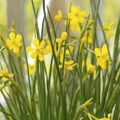 Narcis Jonquilla 'Baby Moon' - Narcissus Jonquilla 'Baby Moon'