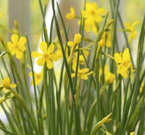 Narcis Jonquilla 'Baby Moon' - Narcissus Jonquilla 'Baby Moon'