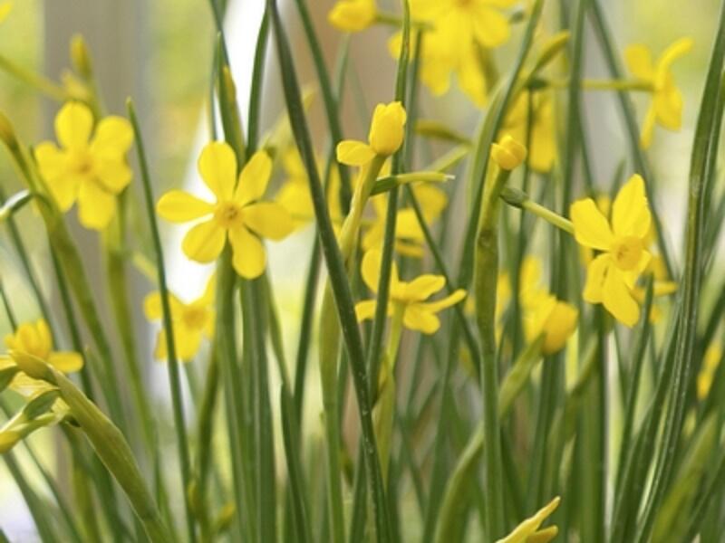 Narcis Jonquilla 'Baby Moon' - Narcissus Jonquilla 'Baby Moon'