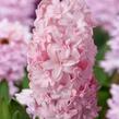 Hyacint 'Prince of Love' - Hyacinthus 'Prince of Love'