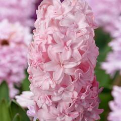 Hyacint 'Prince of Love' - Hyacinthus 'Prince of Love'