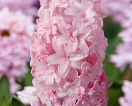 Hyacint 'Prince of Love'
