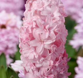 Hyacint 'Prince of Love' - Hyacinthus 'Prince of Love'