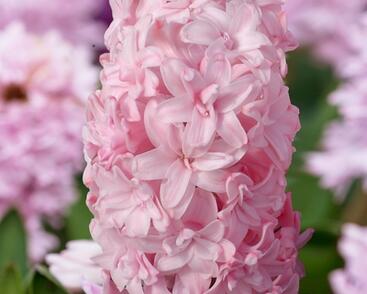 Hyacint 'Prince of Love'