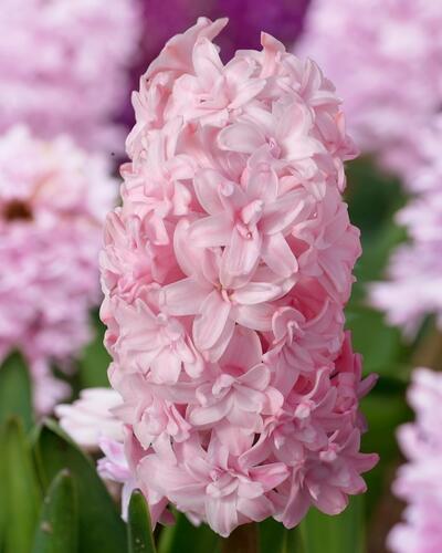 Hyacint 'Prince of Love' - Hyacinthus 'Prince of Love'