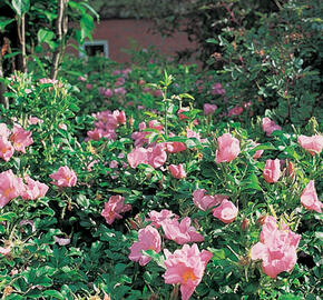 Růže svraskalá 'Dagmar Hastrup' - Rosa rugosa 'Dagmar Hastrup'