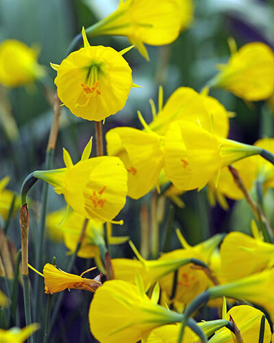 Narcis bulbocodium 'Casual Elegance' - Narcissus Bulbocodium 'Casual Elegance'
