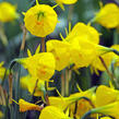 Narcis bulbocodium 'Casual Elegance' - Narcissus Bulbocodium 'Casual Elegance'