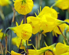 Narcis sukničkový 'Casual Elegance'