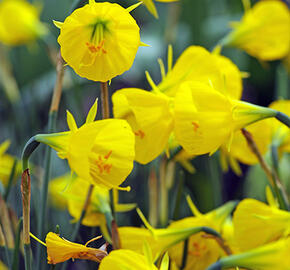 Narcis bulbocodium 'Casual Elegance' - Narcissus Bulbocodium 'Casual Elegance'