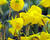 Narcis sukničkový 'Casual Elegance'