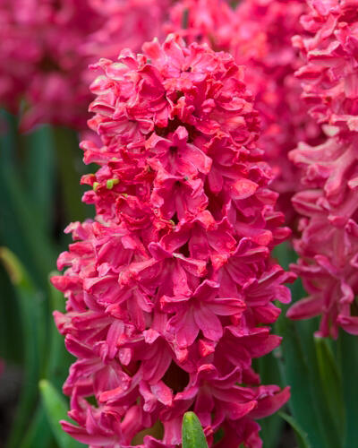 Hyacint 'Jan Bos' - Hyacinthus 'Jan Bos'