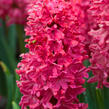 Hyacint 'Jan Bos' - Hyacinthus 'Jan Bos'