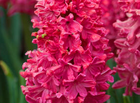 Hyacint 'Jan Bos' - Hyacinthus 'Jan Bos'