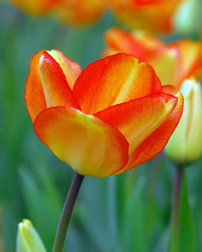 Tulipán Darwin hybrid 'Amercan Dream' - Tulipa Darwin hybrid 'American Dream'