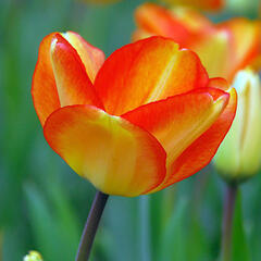Tulipán Darwin hybrid 'Amercan Dream' - Tulipa Darwin hybrid 'American Dream'