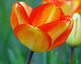 Tulipán Darwin hybrid 'Amercan Dream'