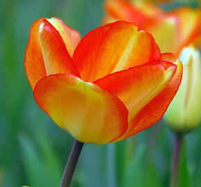 Tulipán Darwin hybrid 'Amercan Dream' - Tulipa Darwin hybrid 'American Dream'
