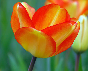 Tulipán Darwin hybrid 'Amercan Dream'