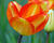 Tulipán Darwin hybrid 'Amercan Dream'