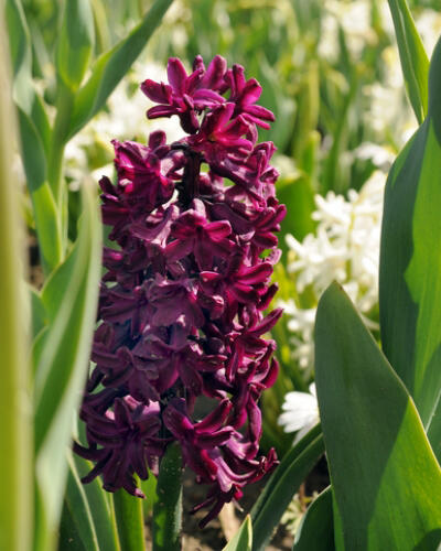 Hyacint 'Woodstock'® - Hyacinthus 'Woodstock'®