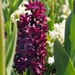 Hyacint 'Woodstock'® - Hyacinthus 'Woodstock'®