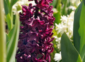 Hyacint 'Woodstock'® - Hyacinthus 'Woodstock'®