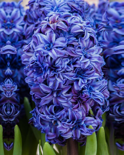 Hyacint plnokvětý 'Royal Navy'® - Hyacinthus double 'Royal Navy'®