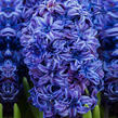 Hyacint plnokvětý 'Royal Navy'® - Hyacinthus double 'Royal Navy'®
