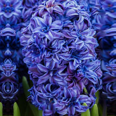 Hyacint plnokvětý 'Royal Navy'® - Hyacinthus double 'Royal Navy'®