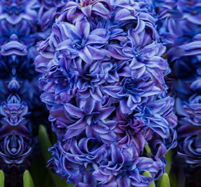 Hyacint plnokvětý 'Royal Navy'® - Hyacinthus double 'Royal Navy'®