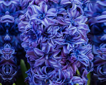 Hyacint plnokvětý 'Royal Navy'®