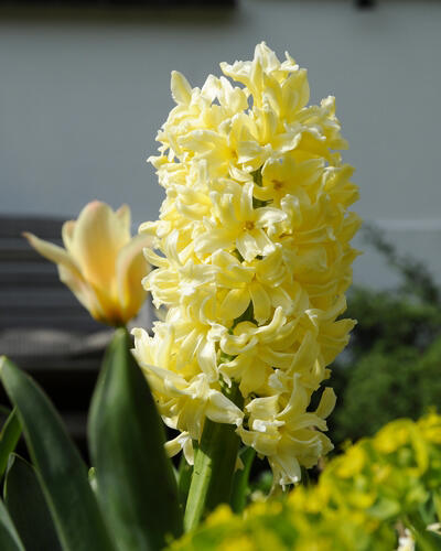 Hyacint 'City of Haarlem' - Hyacinthus 'City of Haarlem'