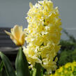 Hyacint 'City of Haarlem' - Hyacinthus 'City of Haarlem'