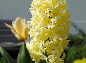 Hyacint 'City of Haarlem' - Hyacinthus 'City of Haarlem'
