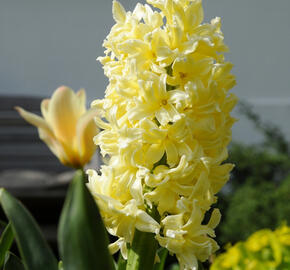 Hyacint 'City of Haarlem' - Hyacinthus 'City of Haarlem'