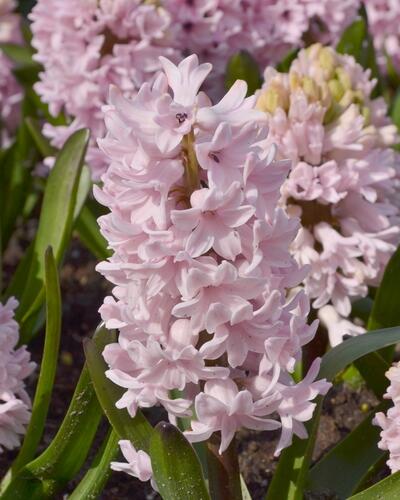 Hyacint 'Apricot Passion' - Hyacinthus 'Apricot Passion'