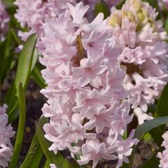 Hyacint 'Apricot Passion' - Hyacinthus 'Apricot Passion'