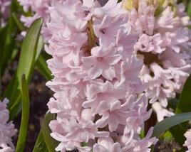 Hyacint 'Apricot Passion'
