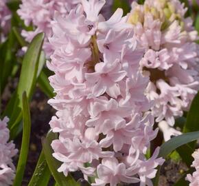 Hyacint 'Apricot Passion' - Hyacinthus 'Apricot Passion'