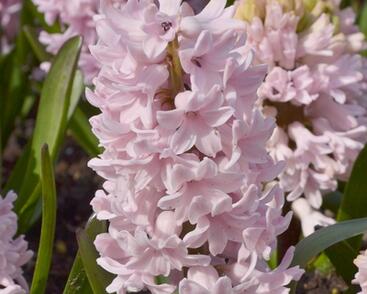 Hyacint 'Apricot Passion'