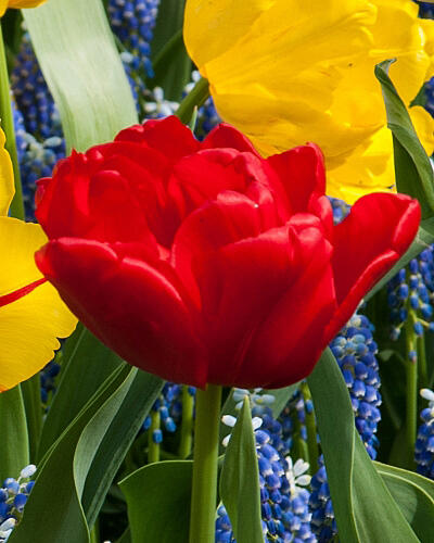 Tulipán plnokvětý raný 'Abba' - Tulipa Double Early 'Abba'