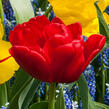 Tulipán plnokvětý raný 'Abba' - Tulipa Double Early 'Abba'