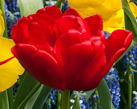 Tulipán plnokvětý raný 'Abba'