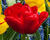 Tulipán plnokvětý raný 'Abba'