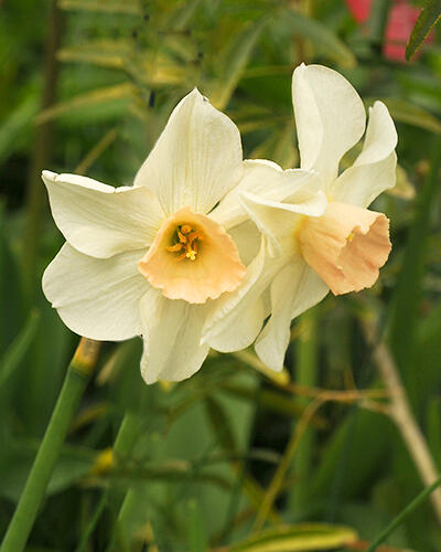 Narcis 'Bell Song' - Narcissus 'Bell Song'